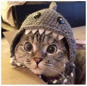 Meet your Posher, Andy